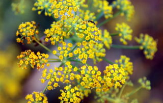 Flores de hinojo amarillo utilizadas en medicina natural para apoyar la lactancia materna