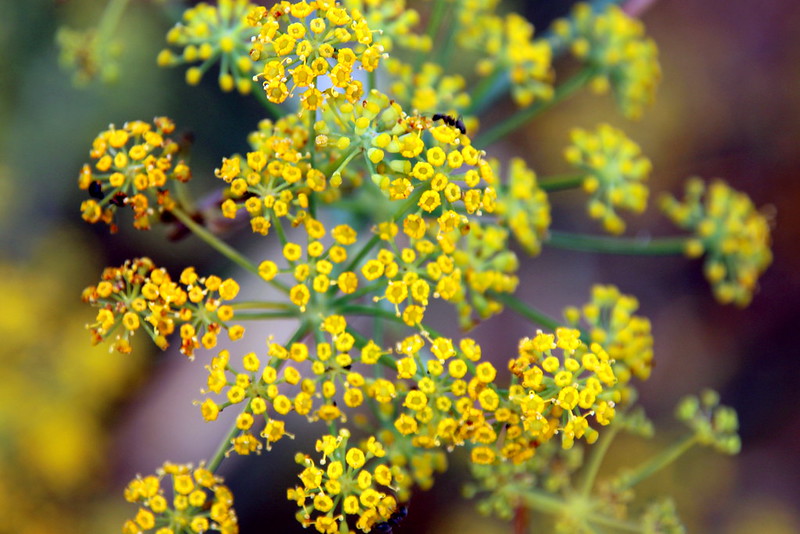 Flores de hinojo amarillo utilizadas en medicina natural para apoyar la lactancia materna